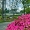 Black Bear